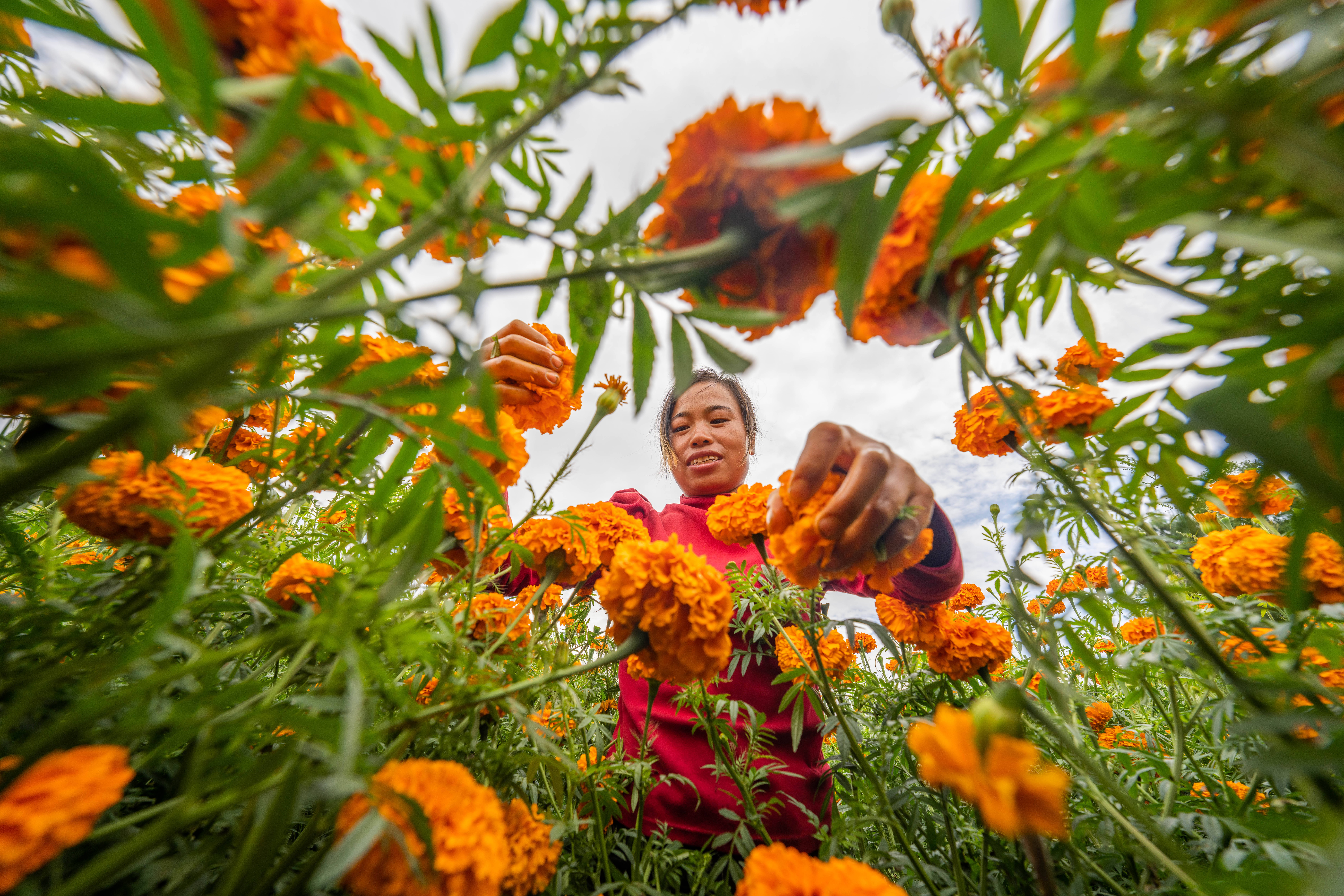 Marigold Planting Base in Bijie IMAGO/CFOTO