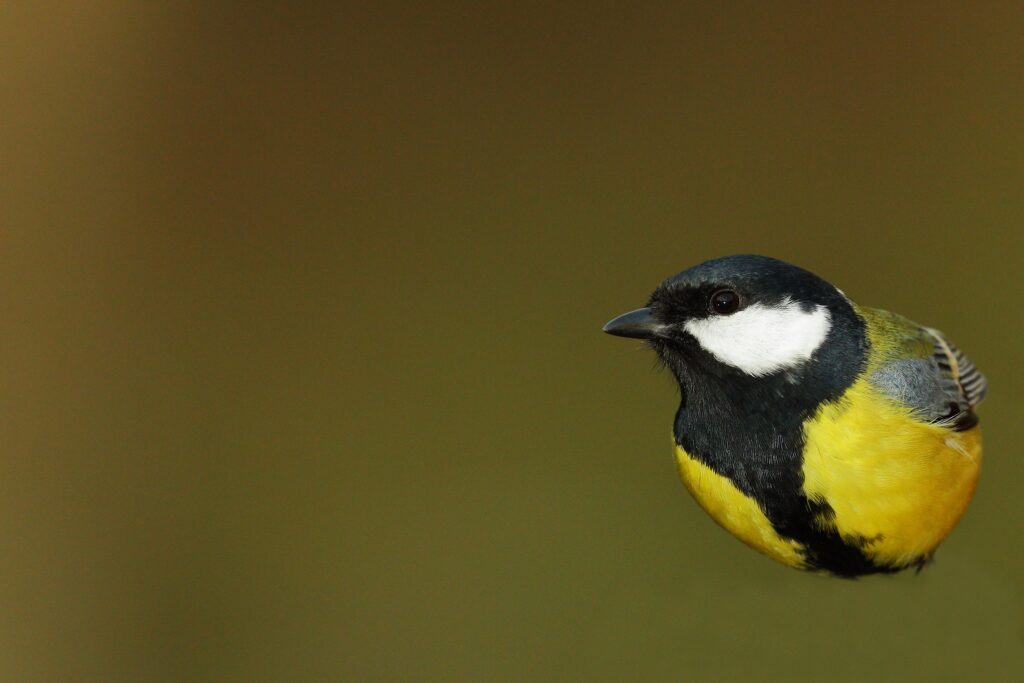 ibxbsa08147795.jpg imageBROKER/Burkhard Sauskojus