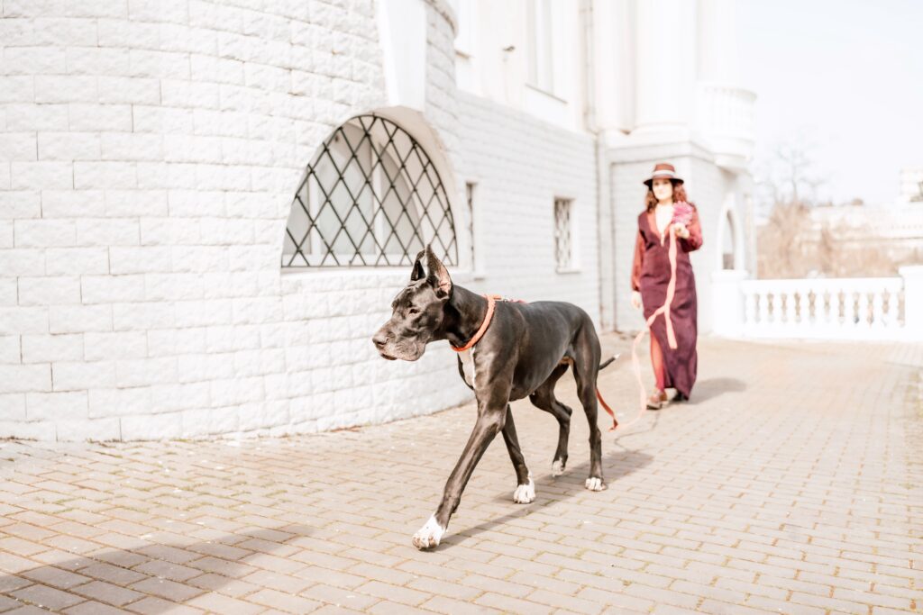 A photo of a woman and her Great Dane walking through a town, taking in the sights and sounds of the urban environment. 